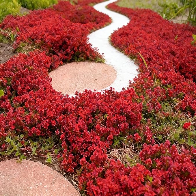Red Creeping Thyme Ground Cover Flower Seeds for Planting, 20000+pcs Perennial Red Creeping Wild Thymus Seeds, Non-GMO Heirloom Wild Thymus Serpyllum Flower Plants for Home Garden Outdoors