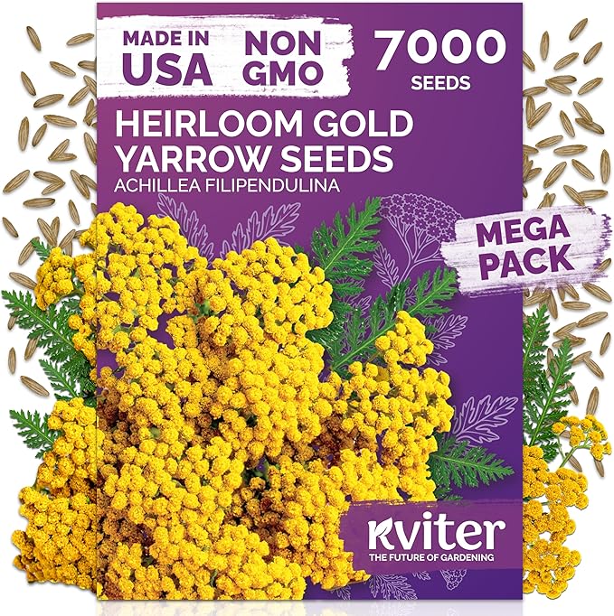 KVITER 7000 Gold Yarrow Seeds (Achillea Filipendulina) — Perennial Flower Seeds to Plant Outside, Heirloom & Organic — Native Wildflower Seed for Herb Garden, Beds, Containers & Meadows