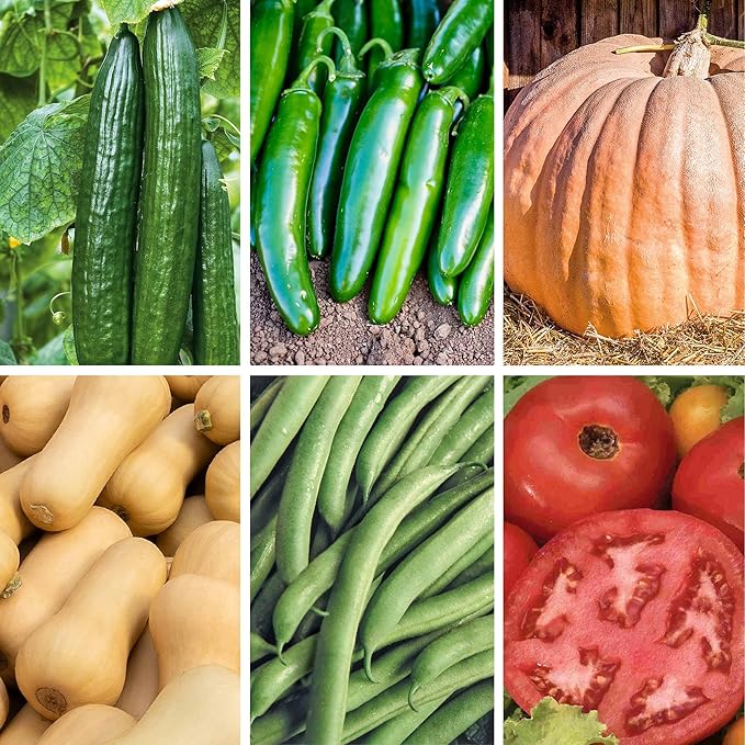 Ferry-Morse Colossal Vegetable Non-GMO Seed Variety Pack - 6 Pack