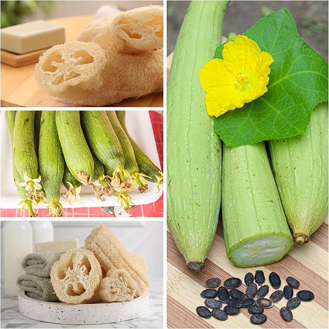 Seed Needs Vegetable Seeds for Planting Luffa Sponge Gourds - Non-GMO Heirloom & Untreated Loofah Veggie Seed to Plant a Home Grown Outdoor Garden (2 Packs)