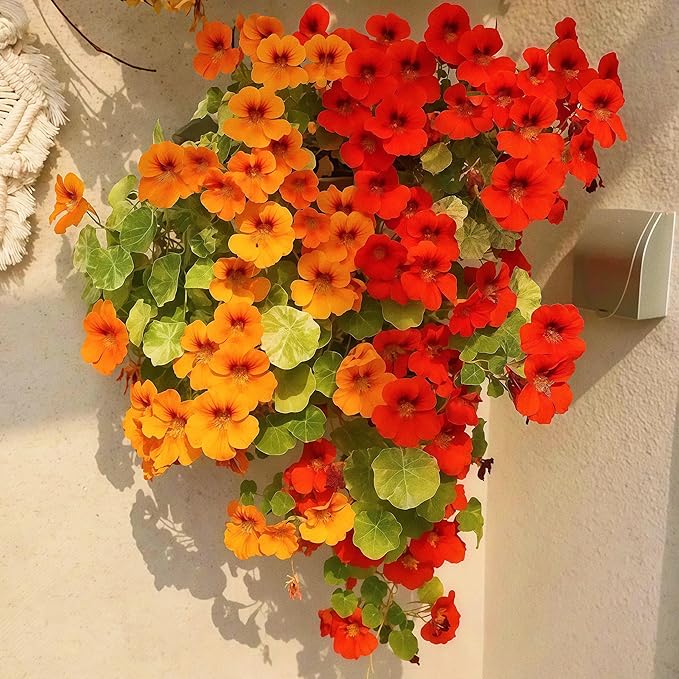 Nasturtium Seeds for Planting 100pcs– Vibrant Trailing Flowers – Perfect for Hanging Baskets & Garden Borders