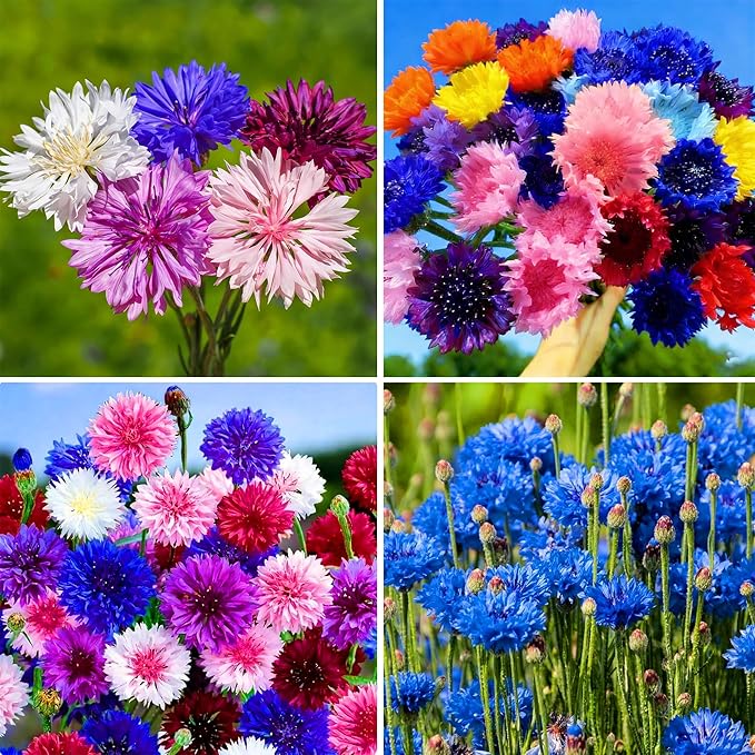 Colorful Dwarf Cornflower Seeds for Planting, 3007+pcs Perennial Cornflower Flower Seeds Plants, Heirloom Non-GMO Rare Beautiful Hummingbirds Open Pollinated Wildflowers in Home Garden Outdoors