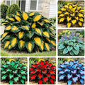 170+ Mix Hosta Seeds for Planting - Perennial Shade Garden Plant Seeds