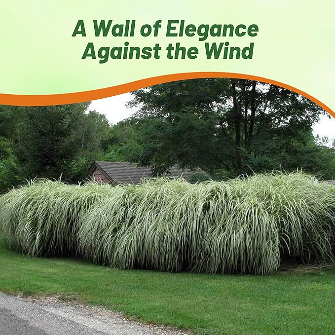 Outsidepride New Hybrids Miscanthus Sinensis Seeds - 250 Pcs. Perennial, Drought & Heat-Resistant, Chinese Silver Ornamental Grass, Tall Growth, Low Maintenance for Landscaping & Privacy Screens