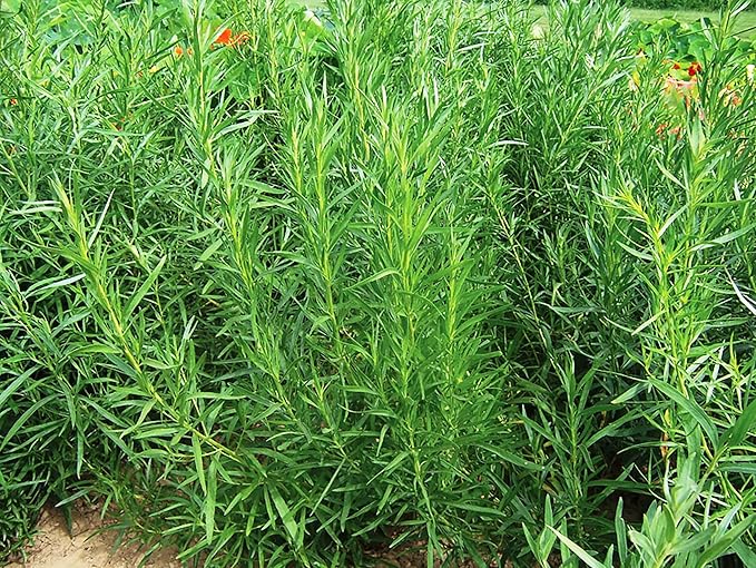 Seeds4planting - Seeds French Tarragon Herb for Planting