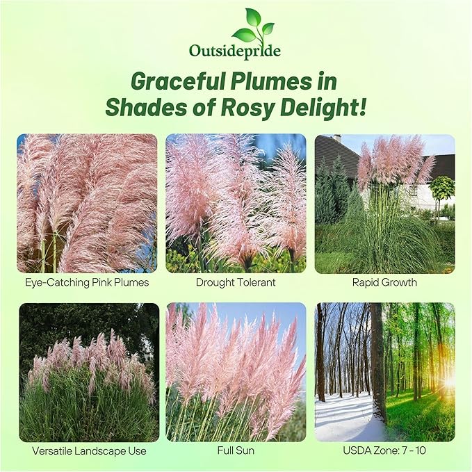 Outsidepride Pink Pampas Grass Seeds – 2,000 Pcs. Perennial, Drought-Tolerant Ornamental Grass for Large Garden Borders, Privacy Landscaping, Xeriscaping, and Low-Maintenance Outdoor Spaces