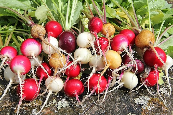 CEMEHA SEEDS - Seeds Radish Rainbow Mix 25 Days Non GMO Vegetable for Planting