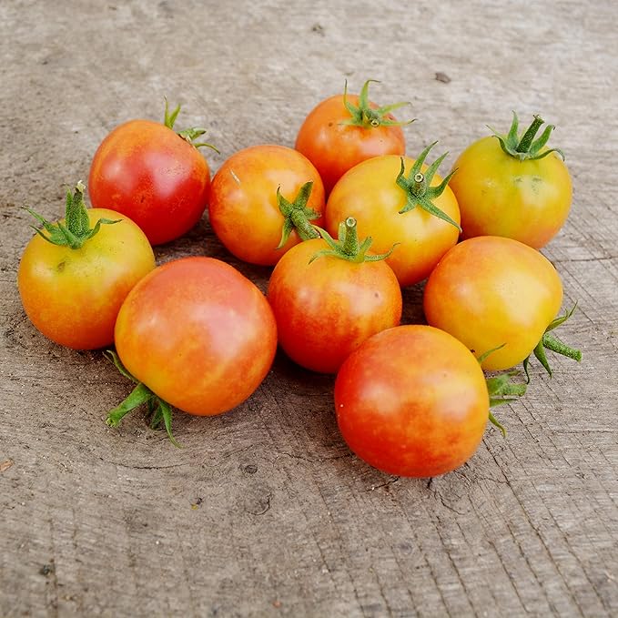 Bicolor Cherry Tomato - 50 Seeds - Heirloom & Open-Pollinated Variety, USA-Grown, Easy-to-Grow, Non-GMO Vegetable Seeds for Planting Outdoors in The Home Garden, Thresh Seed Company