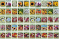 Set of 50 Flower Seed Packets! Flower Seeds in Bulk, 15 or More Varieties Available!