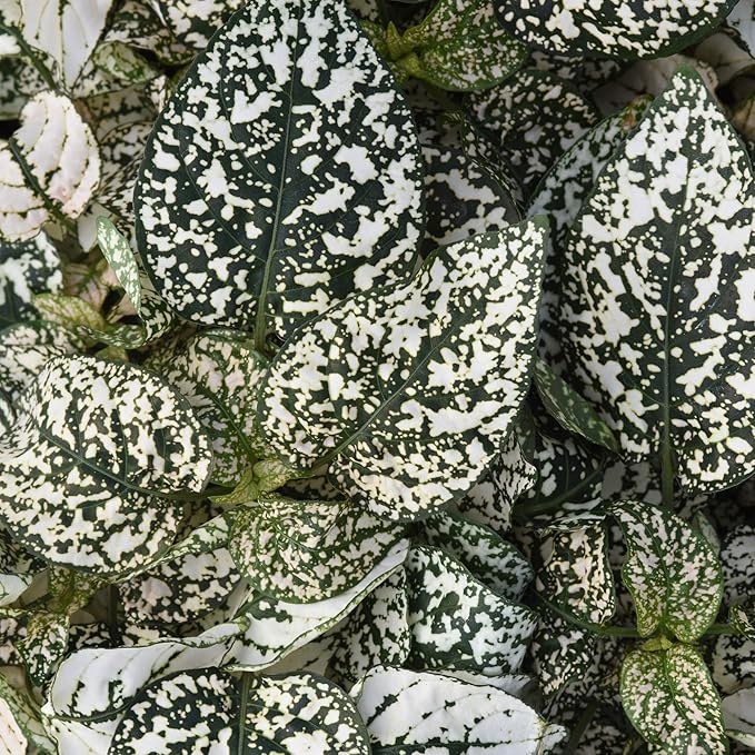 Outsidepride Splash Select White Hypoestes Seed for Planting - 100 Pcs Perennial Polka Dot Plant Seeds w/Variegated Foliage for Containers, Hanging Baskets, Small Gardens, Both Indoors & Outdoors