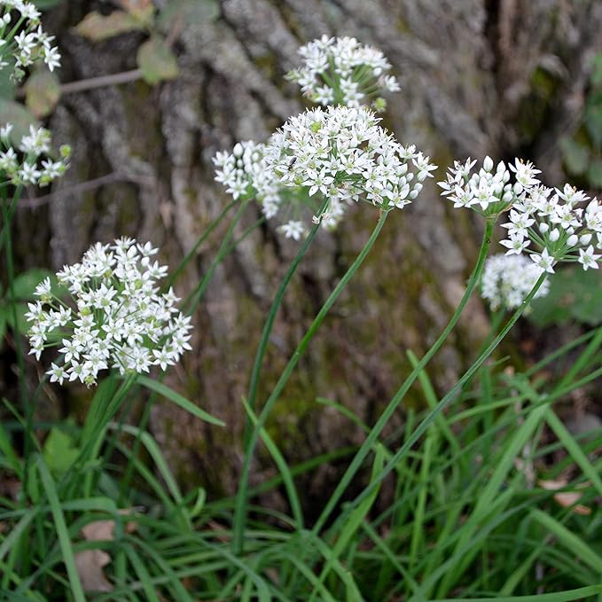 Garlic Chives - 100 Seeds - Heirloom & Open-Pollinated Variety, Non-GMO Culinary Herb Seeds for Planting, Grow Kitchen Herbs Indoors/Outdoors in Containers/aerogarden/Home Garden, Thresh Seed Company