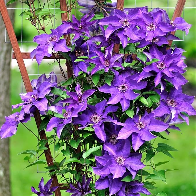 50 Dark Purple Clematis Seeds Bloom Climbing Non-GMO, Heirloom Seeds Perennial Flower Seeds Garden Flower