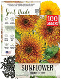Seed Needs Sunflower Seeds for Planting Dwarf Teddy/Dwarf Sungold Sunflowers - Heirloom & Open Pollinated Flower Seed to Plant a Butterfly Garden (1 Pack)