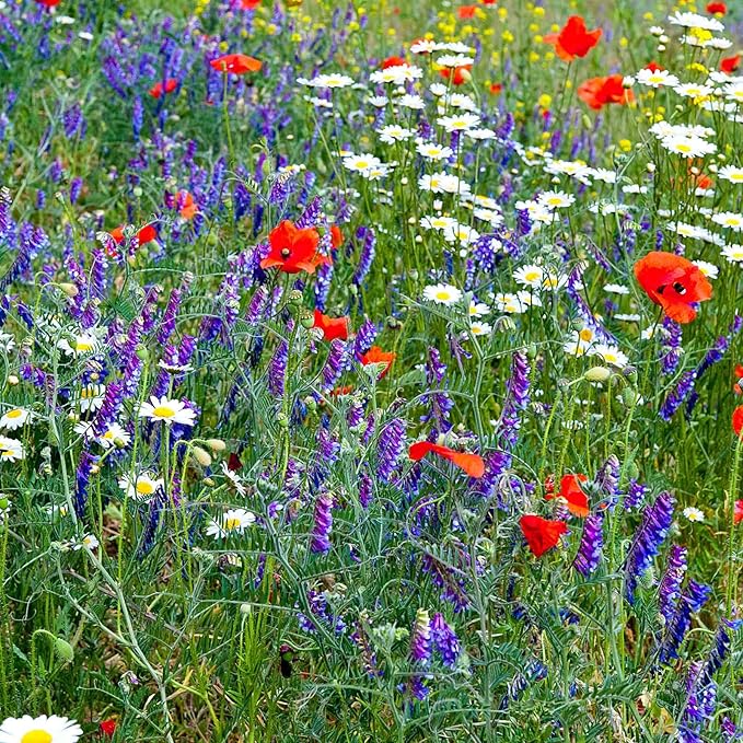 Partial Shade Wild Flower Garden Mix - 4 g Packet ~4600 Seeds - Mixture of Wildflower Seeds: Purple Coneflower, Baby's Breath, Columbines, Daisys, More