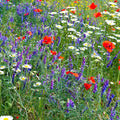 Partial Shade Wild Flower Garden Mix - 4 g Packet ~4600 Seeds - Mixture of Wildflower Seeds: Purple Coneflower, Baby's Breath, Columbines, Daisys, More