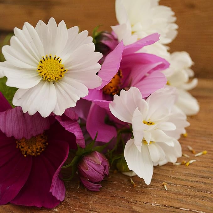 Sensation Cosmos Mix - 250 Seeds - Heirloom & Open-Pollinated Variety, Attracts Butterflies, Non-GMO Pollinator-Friendly Flower Seeds for Planting Outdoors in The Home Garden, Thresh Seed Company