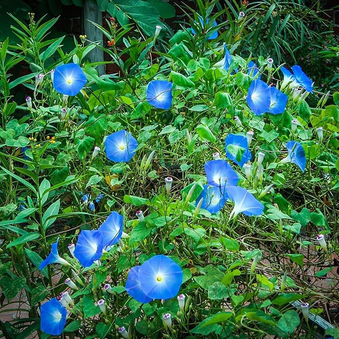 Park Seed Morning Glory Vine Flower Plant Seeds, Easy to Grow, Perfect for Spring Garden, Heavenly Blue, Pack of 50