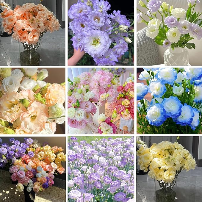Mixed Lisianthus Seeds for Planting, 202+pcs Rare Perennial Lisianthus Flower Seeds, Non-GMO Eustoma Cut Flowers Beauty Home Garden Ornamental Plants for Outdoors Indoors