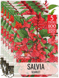 Seed Needs, Scarlet Red Sage Seeds - 800 Heirloom Seeds for Planting Salvia coccinea - Perennial Wildflower for an Outdoor Garden, Open Pollinated & Attracts Pollinators (5 Packs)