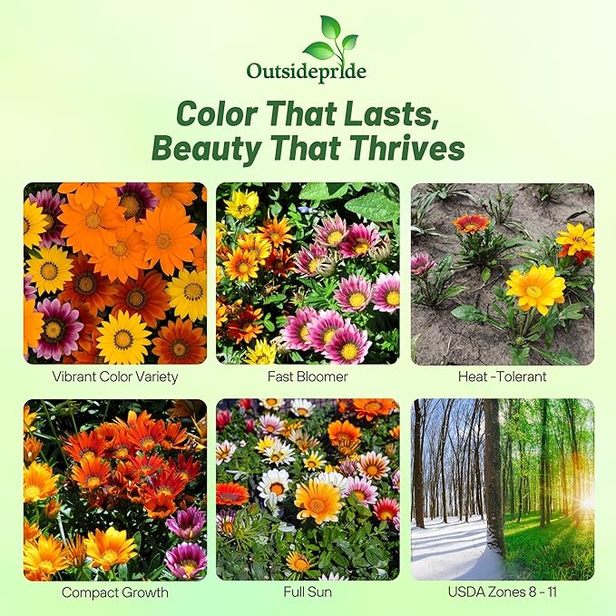 Outsidepride New Day Bright Mixed Gazania Seeds for Planting – 25 Pcs Perennial, Low-Maintenance, Drought-Tolerant Ground Cover Seeds for Vibrant Summer & Fall Flowers, Great for Outdoor Gardens