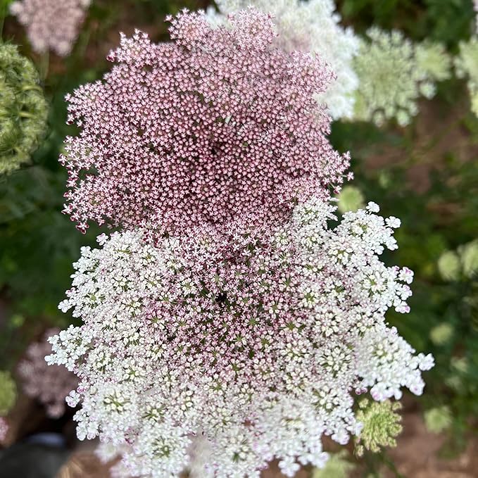 Plant Good Seed Organic Dara Queen Anne's Lace Flower Seeds for Planting: Heirloom Ammi, Red, Pink and White Blossoms - 200 Seed Packet