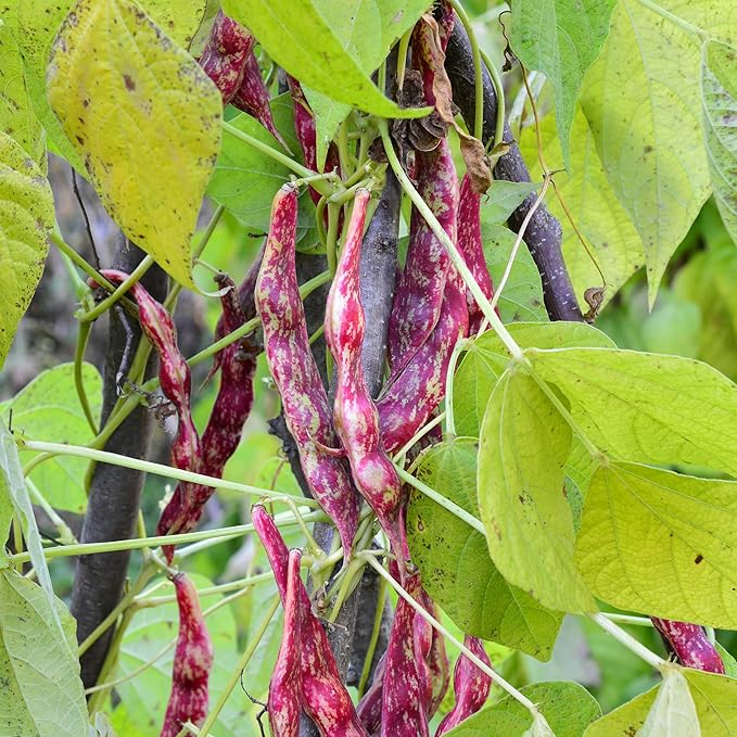 Organic Pinto Bean Seeds - USDA Organic, Non-GMO, Open Pollinated, Heirloom, USA Origin (5 Packets - 100 Grams - Approx 180 Seeds)