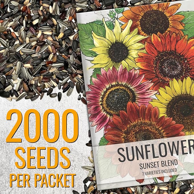 Seed Needs Sunflower Seeds to Plant Sunset Blend 7 Varieties Mix | 2000+ Seeds Helianthus Annuus Heirloom Open Pollinated Bulk Flower Seed | Multicolored Sun Flowers Garden Favorite
