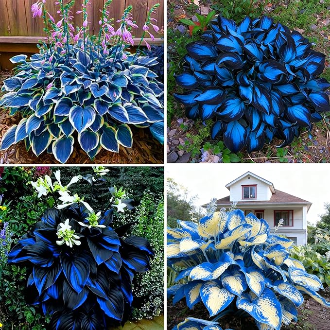 Hosta Seeds for Planting, 290+pcs Rare Perennial Hosta Flower Seeds, Non-GMO Heirloom Long Blooming Plants Shaded Entry Pathway Flowers Beauty Home Garden for Outdoors