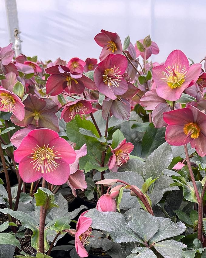 Perennial Farm Helleborus HGC® Ice N' Roses® Rose No. 1