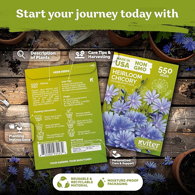 KVITER 550 Chicory Seeds for Planting (Cichorium intybus) – Blue Chicory Seed Packets – Heirloom Wildflower Seeds Bulk, Wild Flower Seed Packets, Perennial Wildflowers for Flower Garden Outdoors
