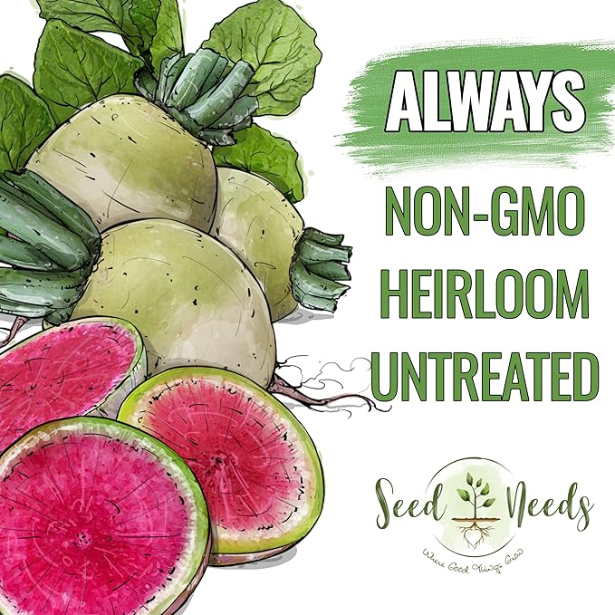 Seed Needs Radish Seeds for Planting Watermelon Radishes - Non-GMO Heirloom & Untreated - Grow a Home Grown Vegetable Garden - Cool Weather Crops (2 Packs)