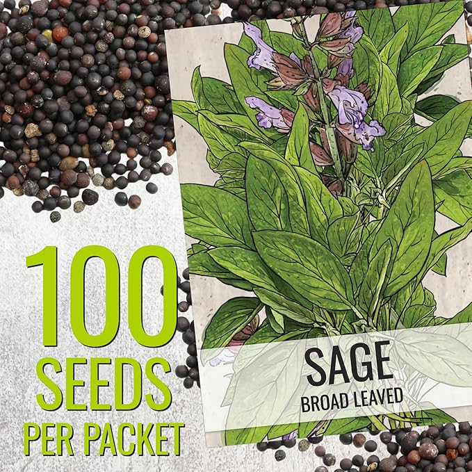 Seed Needs Sage Seeds for Planting Broad Leaved Herbs - Non-GMO Heirloom & Untreated Culinary Herb Seed to Plant a Home Grown Garden Indoors or Outdoors (5 Packs)