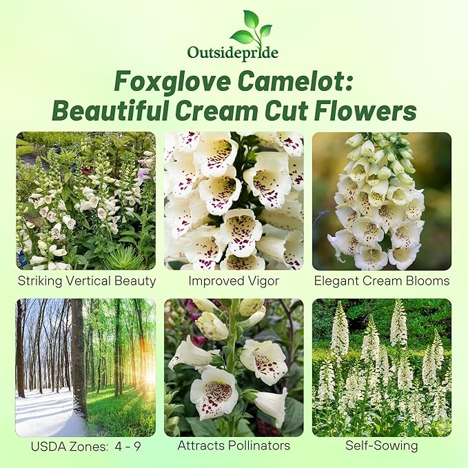 Outsidepride Digitalis Purpurea Camelot Cream Foxglove Seeds – 25 Pcs Biennial, Prolific, Tall Growing Flower Seeds with Pollinator-Friendly Blooms for Shaded Gardens & Outdoor Landscapes