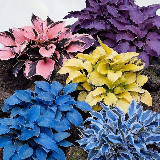 Hosta Seeds for Planting, 150+ Mixed Rare Perennial Hosta Seed, Attract Pollinators, Heirloom Non-GMO Hosta Seeds for Bonsai Decoration, Home Garden