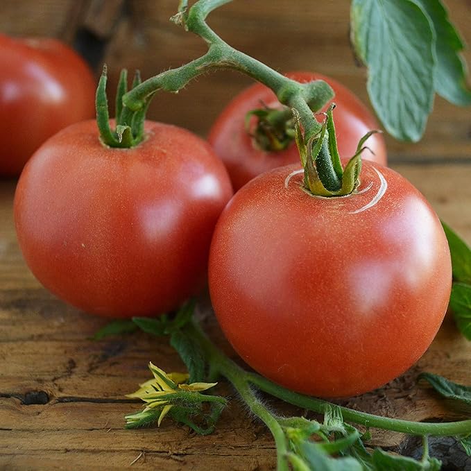 Eva Purple Ball Tomato - 50 Seeds - Heirloom Tomato Variety, USA-Grown, Non-GMO Vegetable Seeds for Planting Outdoors in The Home Garden, Thresh Seed Company