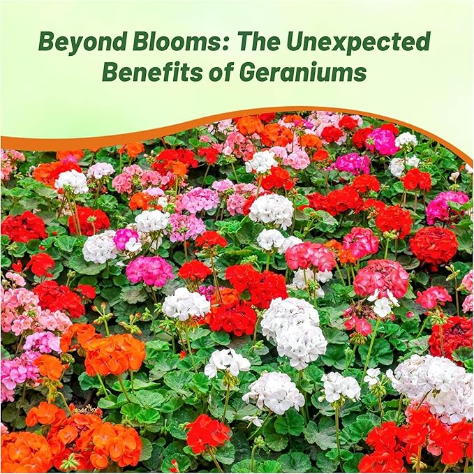 Outsidepride Mix Geranium Seeds for Planting - 100 Pcs Annual, Heat & Drought Tolerant Flower Seeds with Green Foliage & Mix Blooms for Pots, Borders & Lush Summer Garden Displays