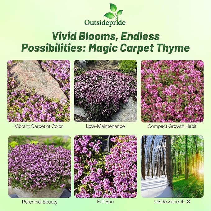 Outsidepride Magic Carpet Creeping Thyme Seeds - 500 Pcs. Perennial, Fragrant, & Drought Tolerant Ground Cover Seeds for Planting Pink Flowers in Pathways, Slopes & Pollinator-Friendly Landscaping