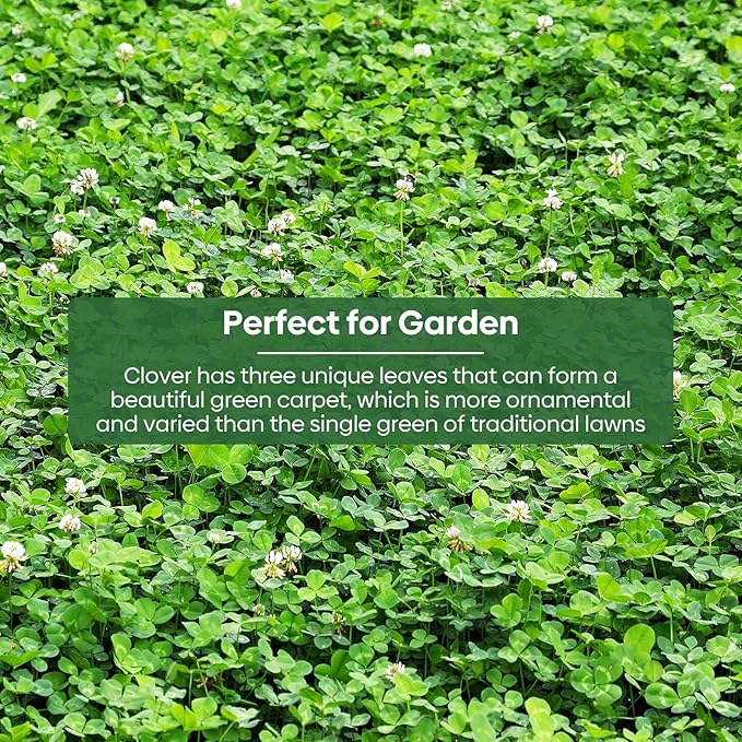Groundio Mini White Clover Seeds 1LB, 4-6 inch Tall Perennial Dwarf Dutch Clover Trifolium Repens, Low-Maintenance, Ground Cover Small Green Leaf, Nitro Coated and Inoculated, USDA Zones 3-10