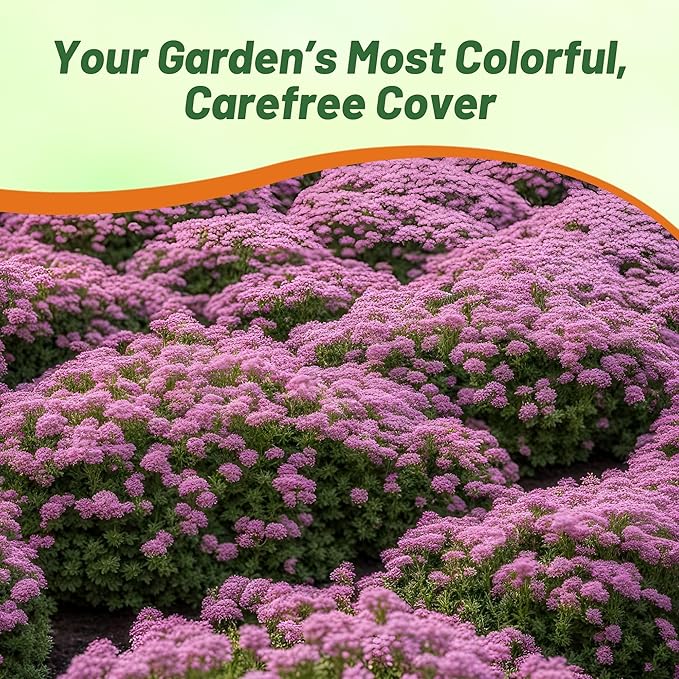 Outsidepride Magic Carpet Creeping Thyme Seeds - 1000 Pcs. Perennial, Fragrant, & Drought Tolerant Ground Cover Seeds for Planting Pink Flowers in Pathways, Slopes & Pollinator-Friendly Landscaping