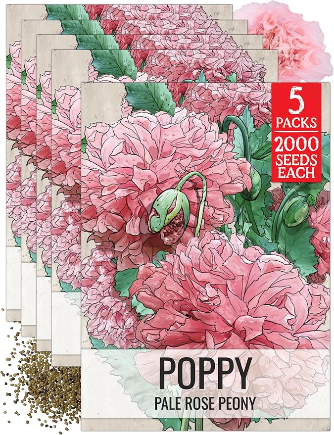 Seed Needs Pale Rose Peony Poppy Seeds for Planting - Heirloom & Open Pollinated Annual Flowers - Pink Ruffled Blooms to Attract Butterflies to the Garden (5 Packs)