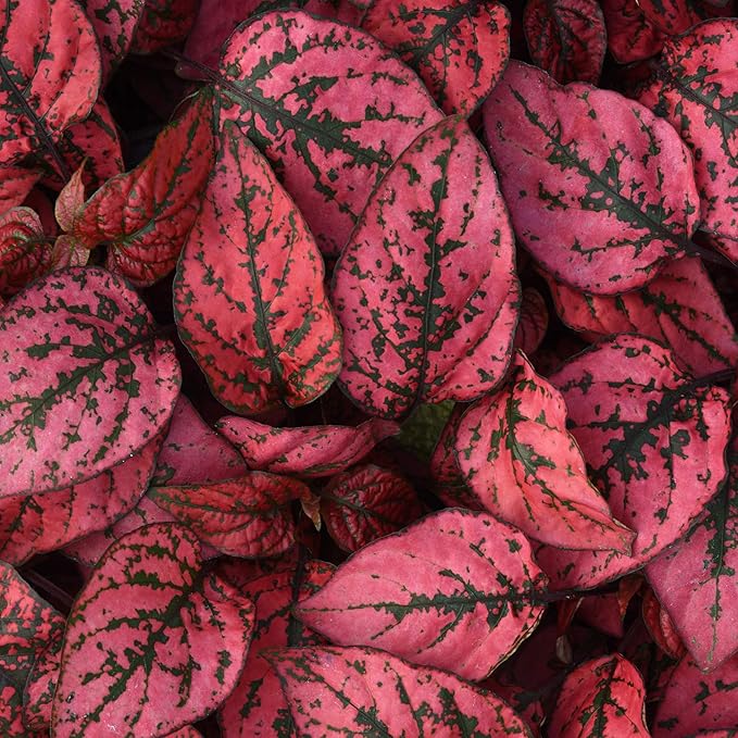 Outsidepride Splash Select Red Hypoestes Seed for Planting - 100 Pcs Perennial Polka Dot Plant Seeds w/Variegated Foliage for Containers, Hanging Baskets, Small Gardens, Both Indoors & Outdoors