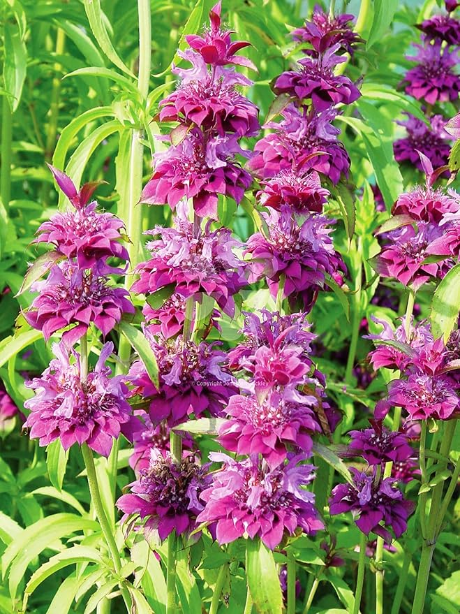 SeedsUP - 300+ Seeds Lemon Bee Balm Monarda Lemon Mint - Herb Green