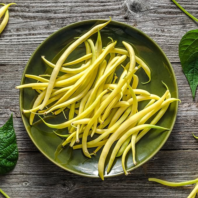 The Old Farmer's Almanac Heirloom Gold Rush Wax Bean Seeds - Premium Non-GMO, Open Pollinated, Heirloom, USA Origin (1 Packet - 20 Grams - Approx 60 Seeds)