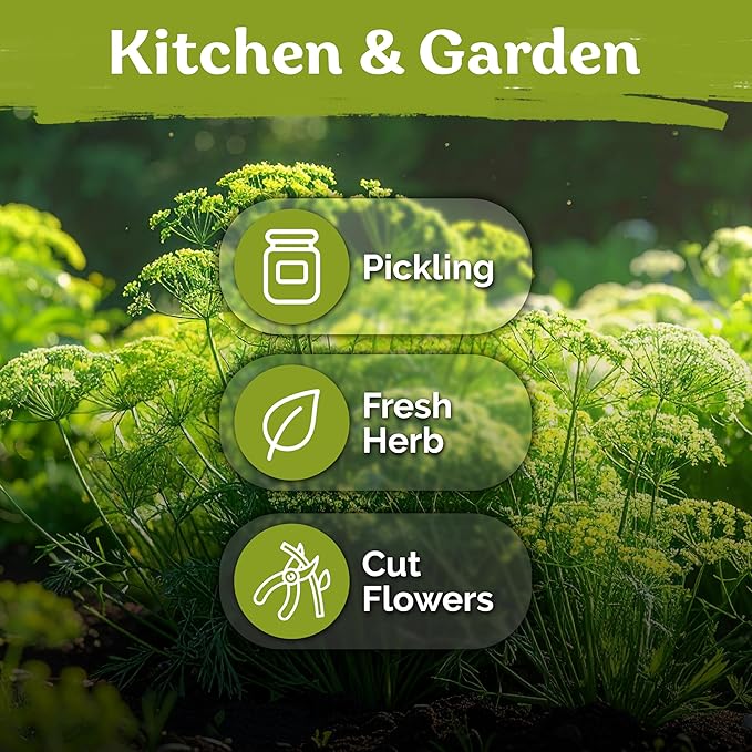 KVITER 1250 Dill Bouquet (Anethum graveolens) Seeds – Aromatic Herb for Gardens and Containers – Early Flowering, Excellent for Pickling, Fresh Use, and Seasoning