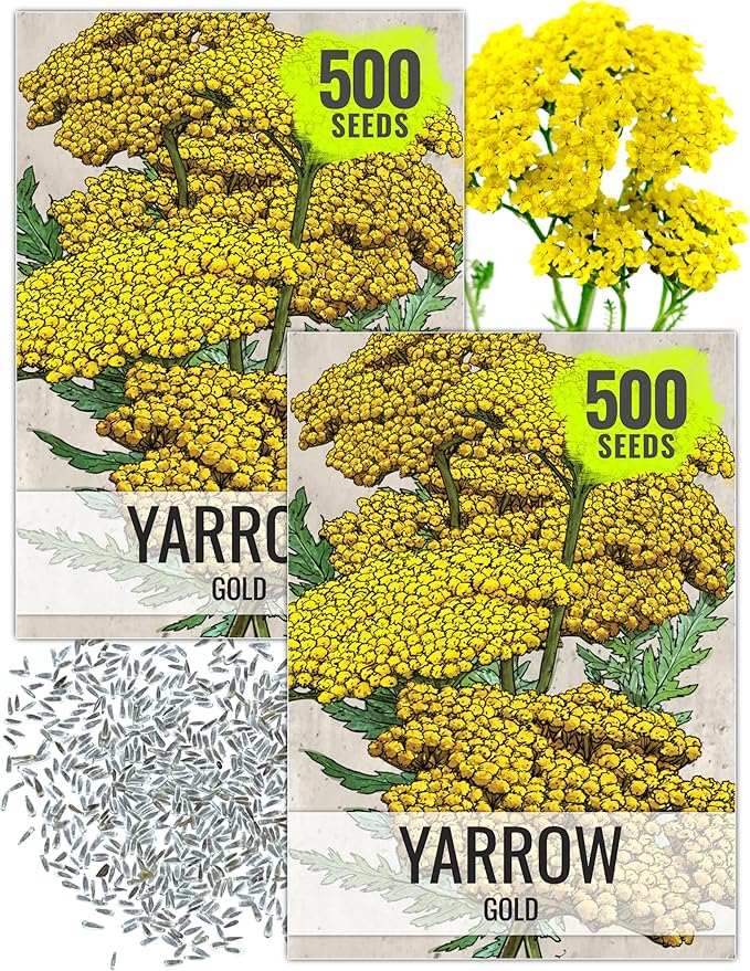 Seed Needs Gold Yarrow Seeds for Planting Yellow Achillea filipendulina - Heirloom & Open Pollinated Perennial Flowers to Attract Monarch Butterflies to a Butterfly Garden (2 Packs)