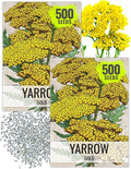 Seed Needs Gold Yarrow Seeds for Planting Yellow Achillea filipendulina - Heirloom & Open Pollinated Perennial Flowers to Attract Monarch Butterflies to a Butterfly Garden (2 Packs)