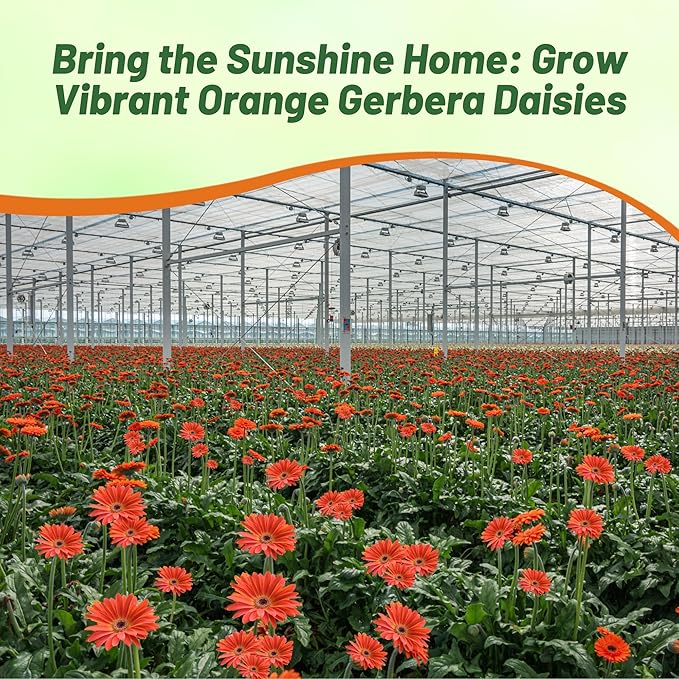 Outsidepride Pastel Orange Gerbera Seeds - 20 Pcs Perennial, Compact & Low Maintenance, Flower Seeds for Planting w/Vibrant Orange Blooms, Ideal for Garden Landscaping & Cut Flower Arrangements
