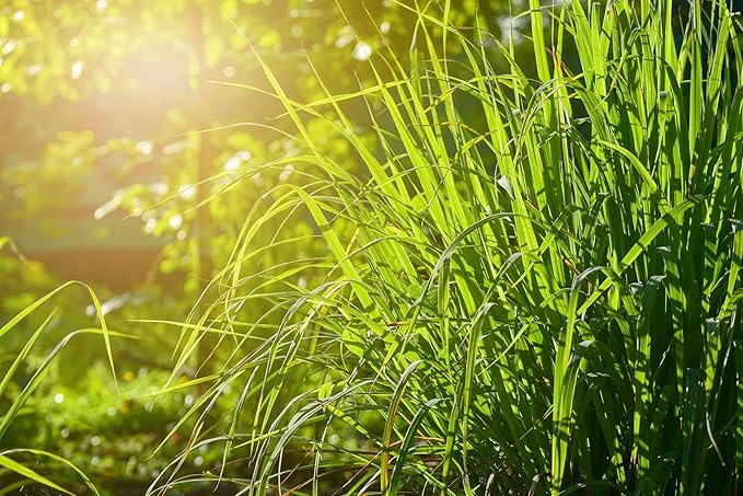 TKE Farms & Gardens - Lemongrass Seeds for Planting, Over 750 Non-GMO Seeds, Grow Indoors & Outdoors for Fresh Herbs Year Round, Easy-to-Grow Aromatic Herb for Cooking, Teas & Wellness