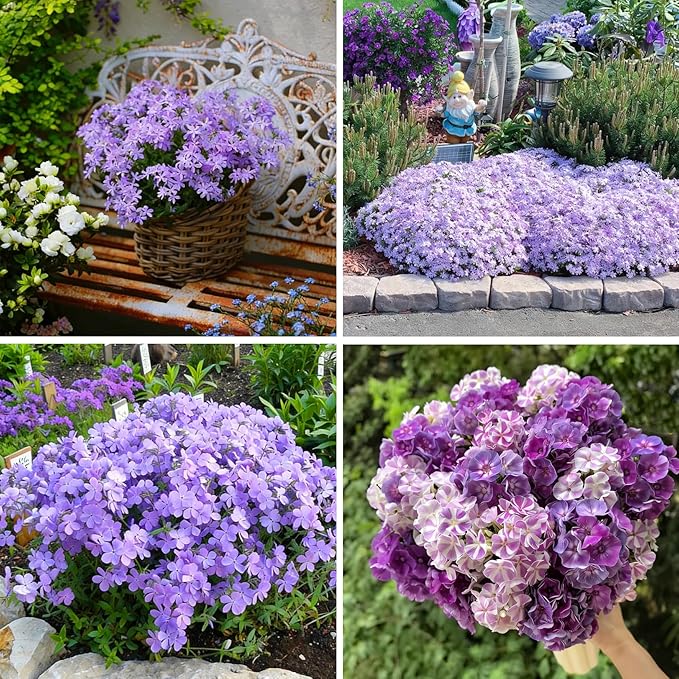 Creeping Phlox Seeds for Planting, 1000+pcs Rare Perennial Creeping Purple Phlox Flower Seeds Plants, Non-GMO Heirloom Dwarf Ground Cover Beauty Flowers Plants for Home Garden Outdoors