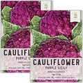 Seed Needs, Purple Sicily Cauliflower Seeds - 100 Heirloom Seeds for Planting Brassica oleracea botrytis - Non-GMO & Untreated for an Outdoor Garden (2 Packs)